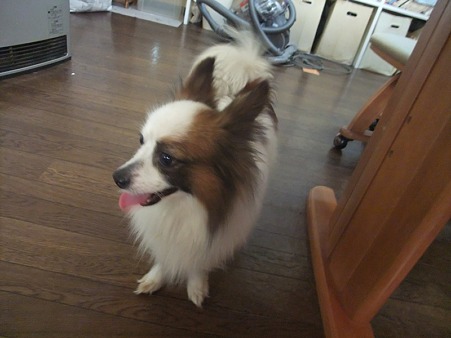 明るく人懐っこい子