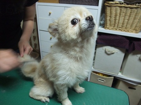 尻尾もくりんくりんにね