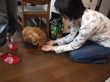 ようやく希望者さんにも慣れ