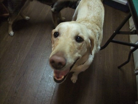 私、子犬には優しいねんで♪
