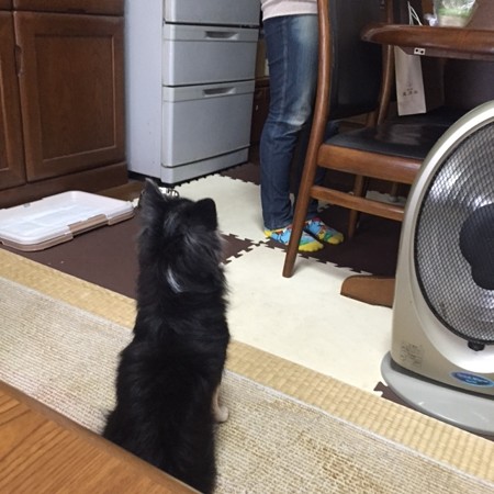 ボクのごはん?