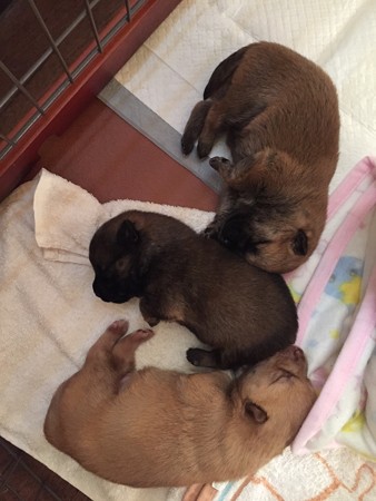 22日の子犬達