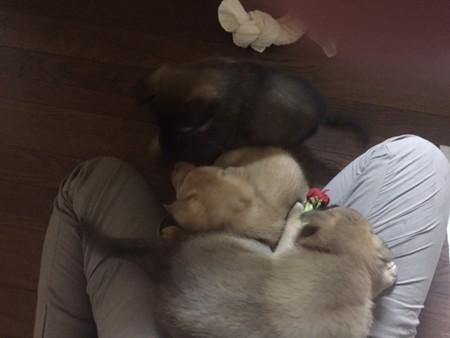 ひざの上で遊ぶ子犬達