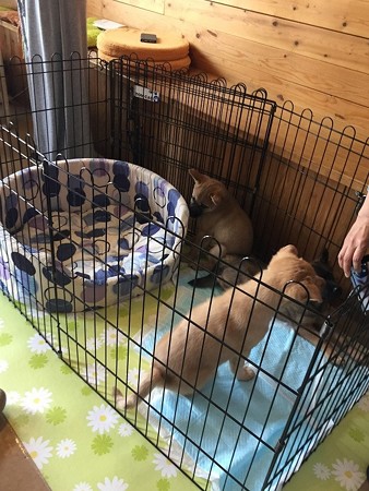 子犬チームも