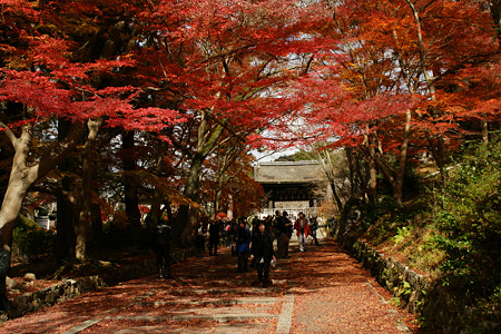 毘沙門堂の紅葉20111204b