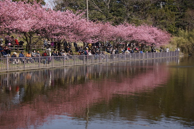 池のほとりに咲く河津桜150228-b