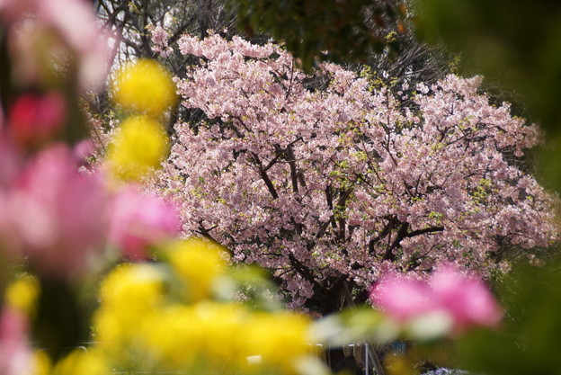 玉縄桜150322-8835