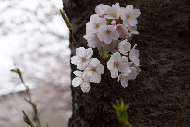 古木に桜!2015