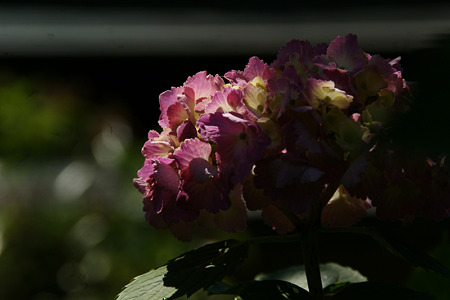 紫陽花レッド、円覚寺!(110625)