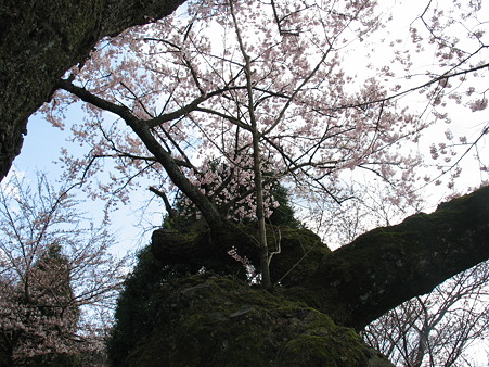清水の桜（幹）