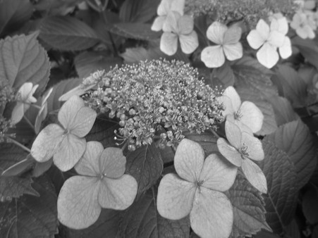 紫陽花 白黒