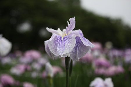 北潟湖畔花菖蒲園 - 15