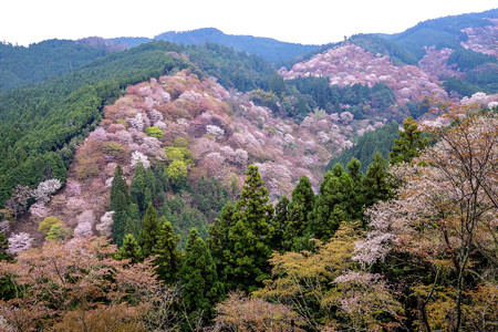 吉野山中千本
