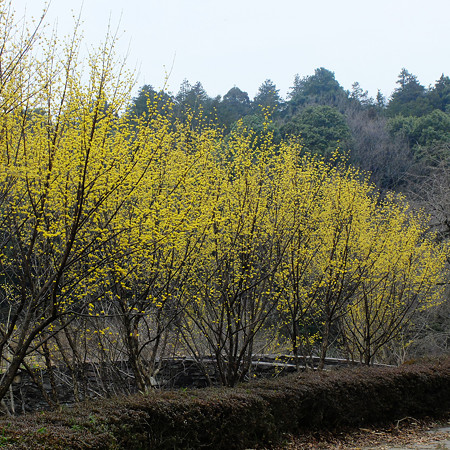 DSCF8096
