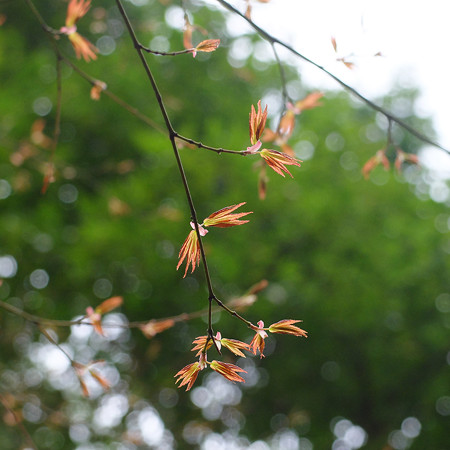 DSCF7944