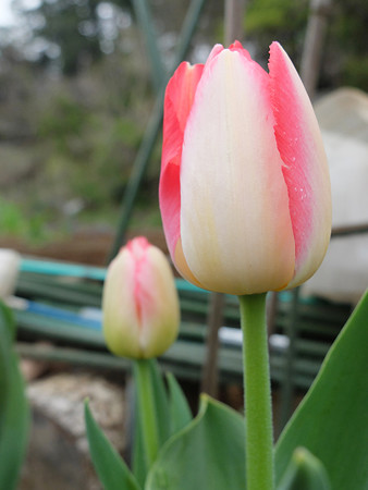 DSCF1756