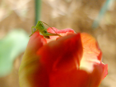 DSCF1916