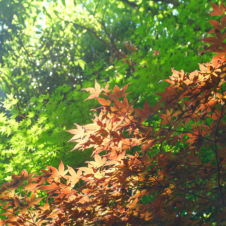 DSCF3590