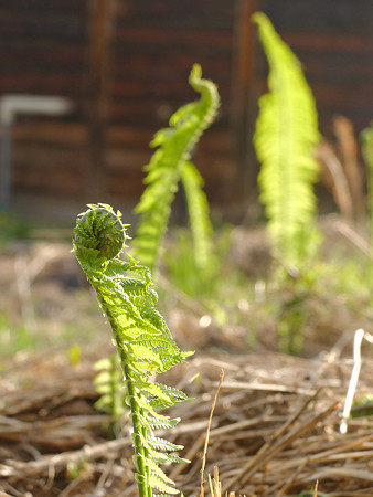 DSCF4416