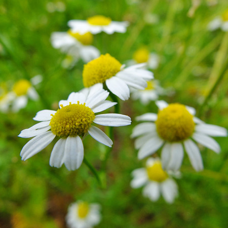 DSCF6348