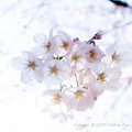 Photos: Sakura-0583