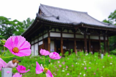 6月コスモス