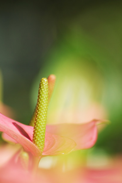 花のオーラ