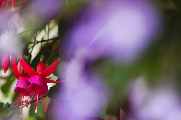 踊る花