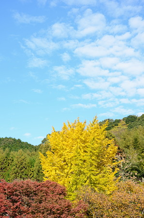 色づくイチョウとひつじ雲