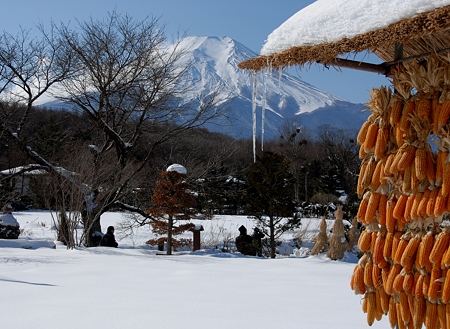 忍野とうもろこし1