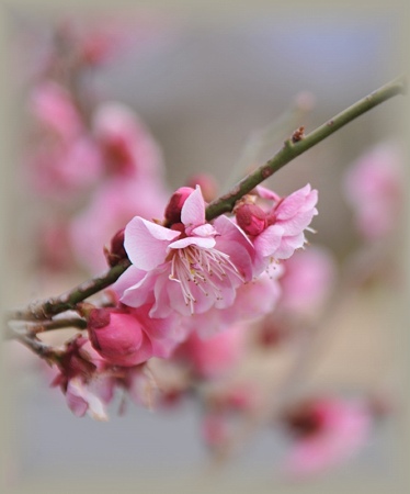 富士桜霊園の紅もも1