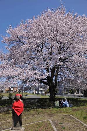 お地蔵さんと桜1