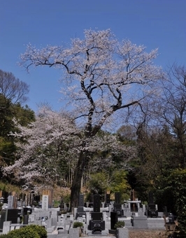 地蔵院エドヒガン桜2