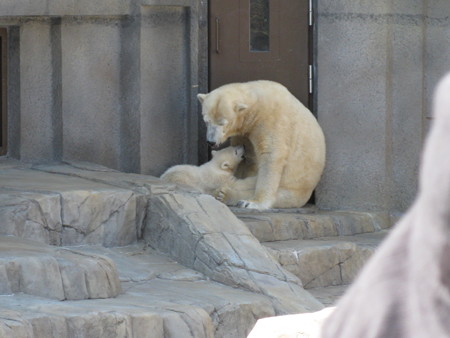 ホッキョクグマの親子