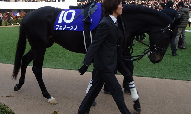 ﾌｪﾉｰﾒﾉ(4回中山8日 10R 第59回ｸﾞﾗﾝﾌﾟﾘ 有馬記念(GI)出走馬)
