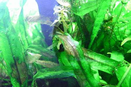 シダ病 3