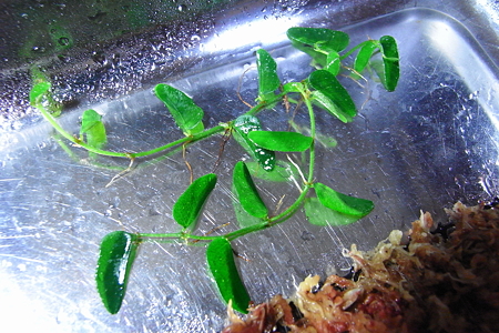 ツタsp.BAU産 1