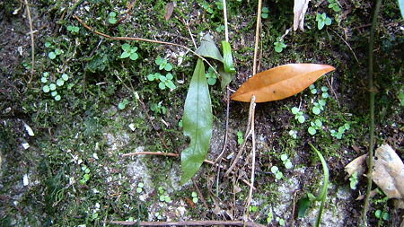 DSCF4400