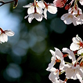 Photos: 風と光と桜と