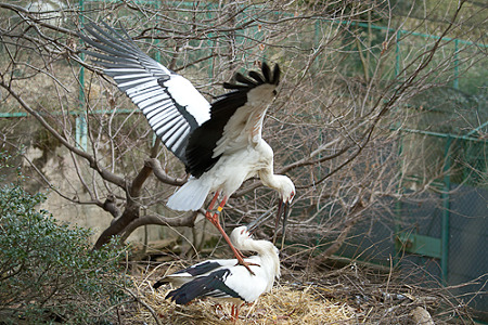 コウノトリ