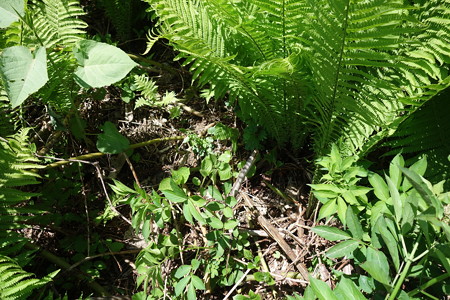 DSC03481