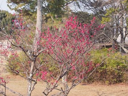 matusakajousi19