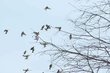 スズメとカワラヒワ3