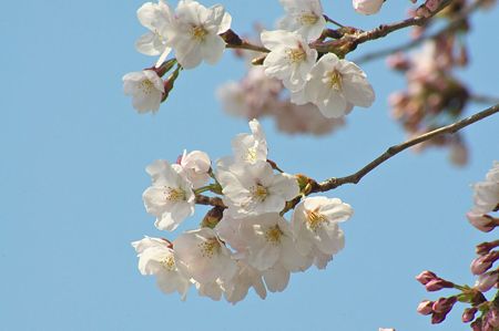 桜05