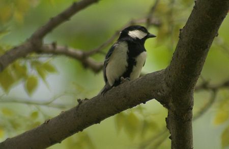 シジュウカラ09