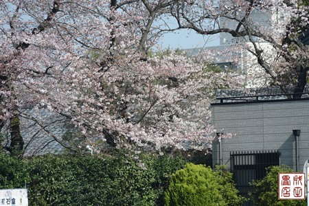 高橋屋さんの桜01