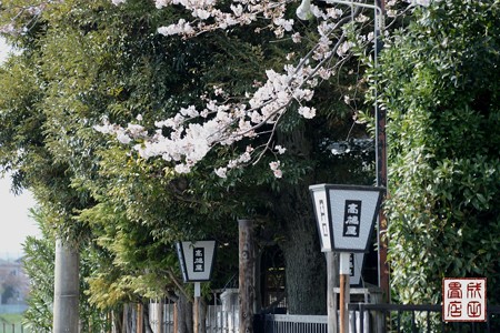 高橋屋さんの桜03