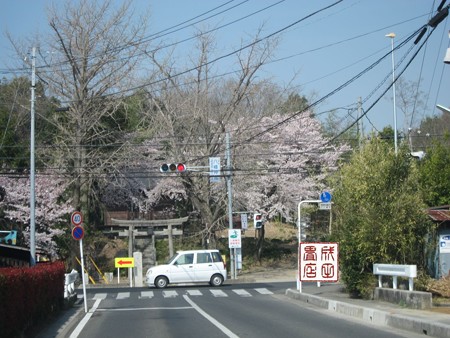 八幡神社の桜01