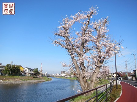 古利根川の桜09