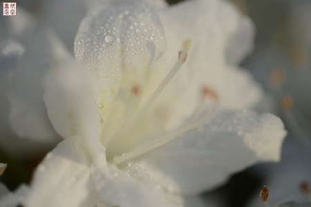 白い花01